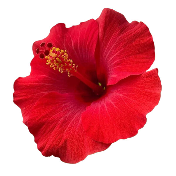 aute flower Thumbnail